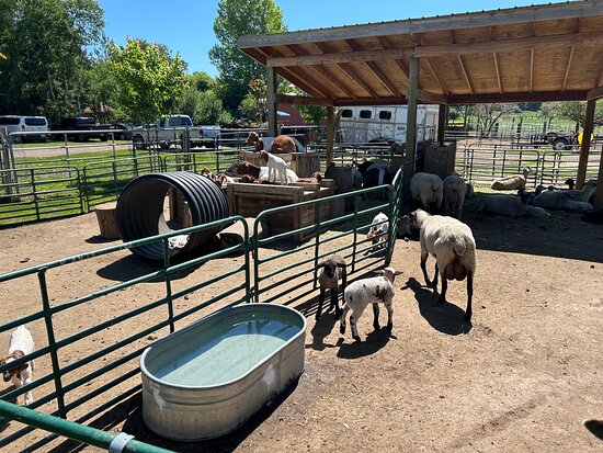 Carver’s Cove Petting Farm
